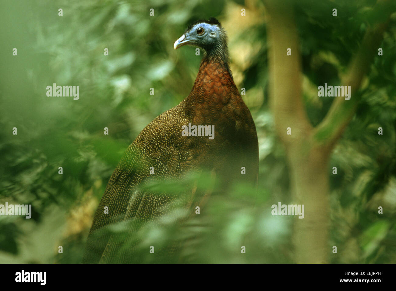 great argus pheasant (Argusianus argus), male sitting in a bush Stock Photo