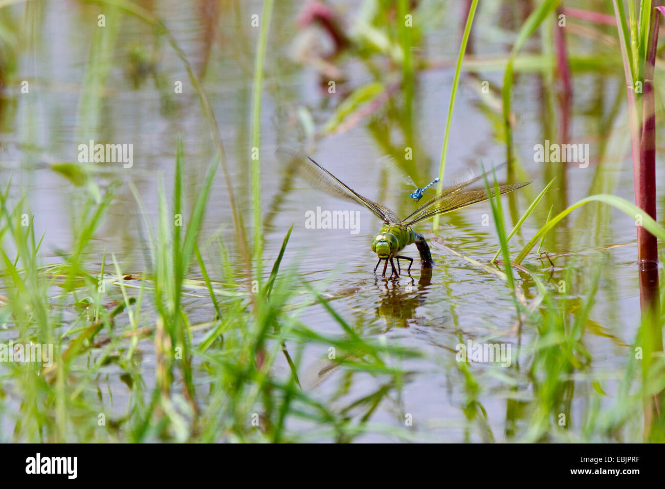 emperor dragonfly (Anax imperator), female laying eggs, attacked bei another damselfly, Germany, Bavaria Stock Photo