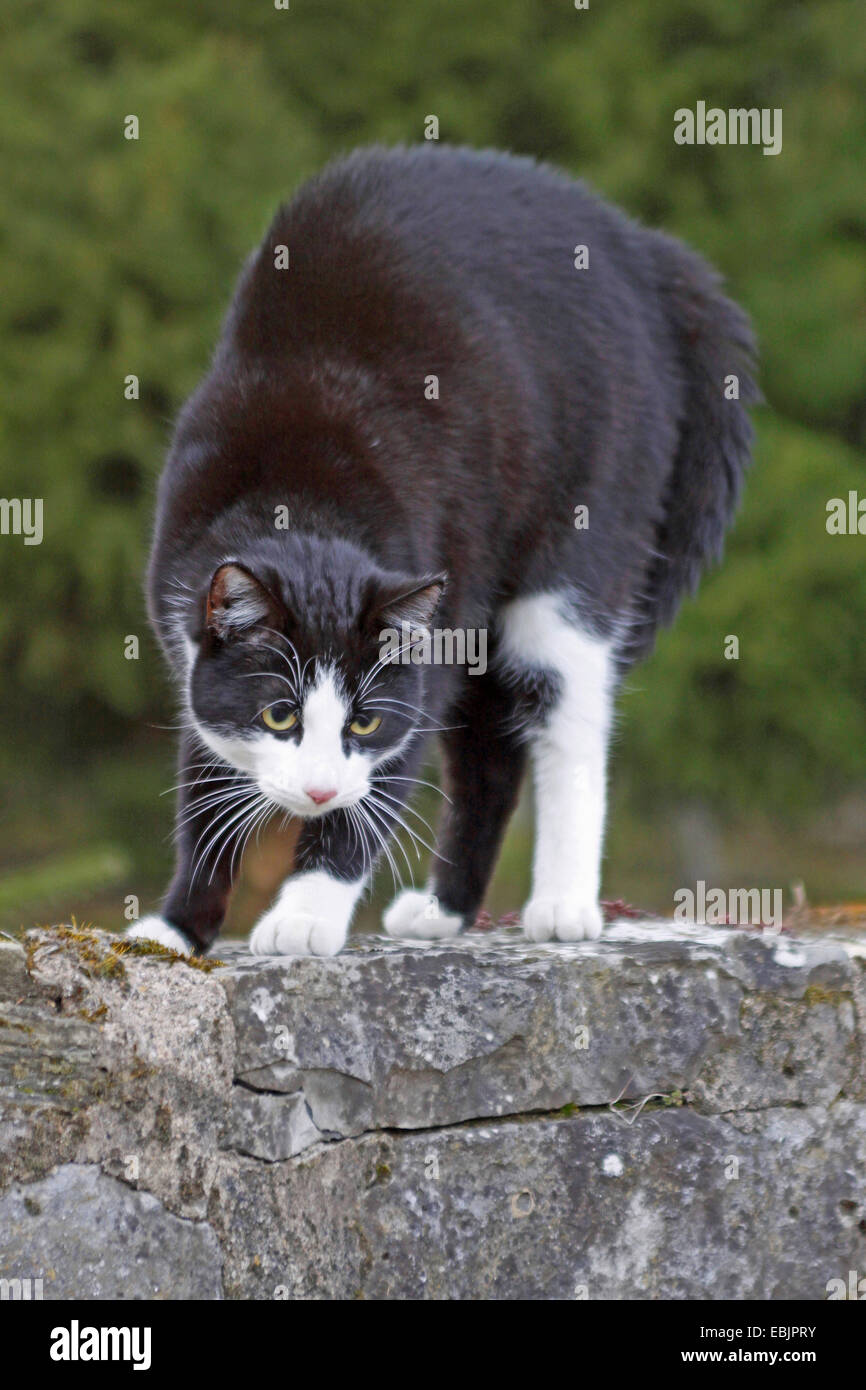 Angry White Cat stock image. Image of young, sparkle - 47851103