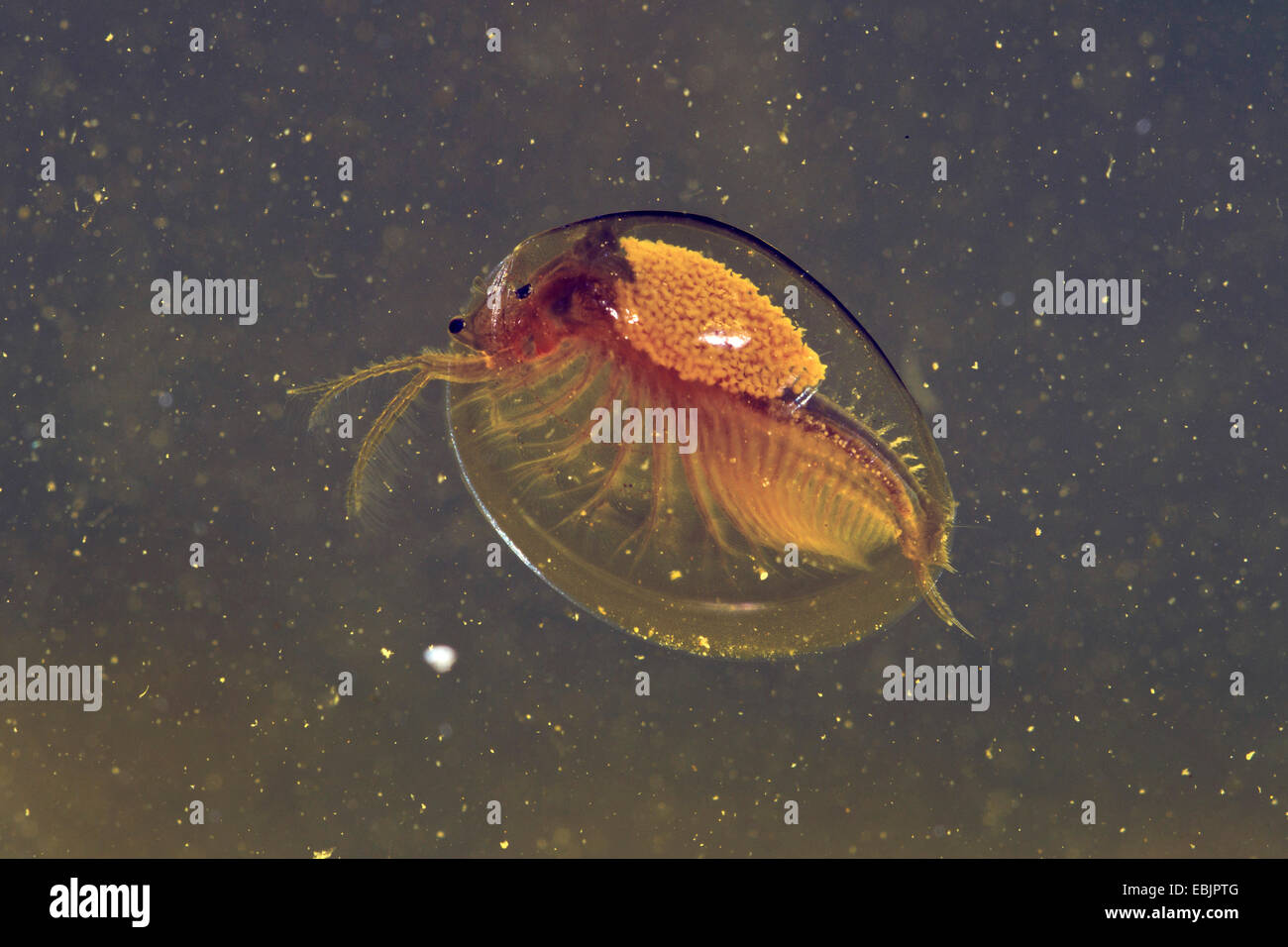 clam shrimps (Limnadia lenticularis), female, Germany, Bavaria, Lake Chiemsee Stock Photo