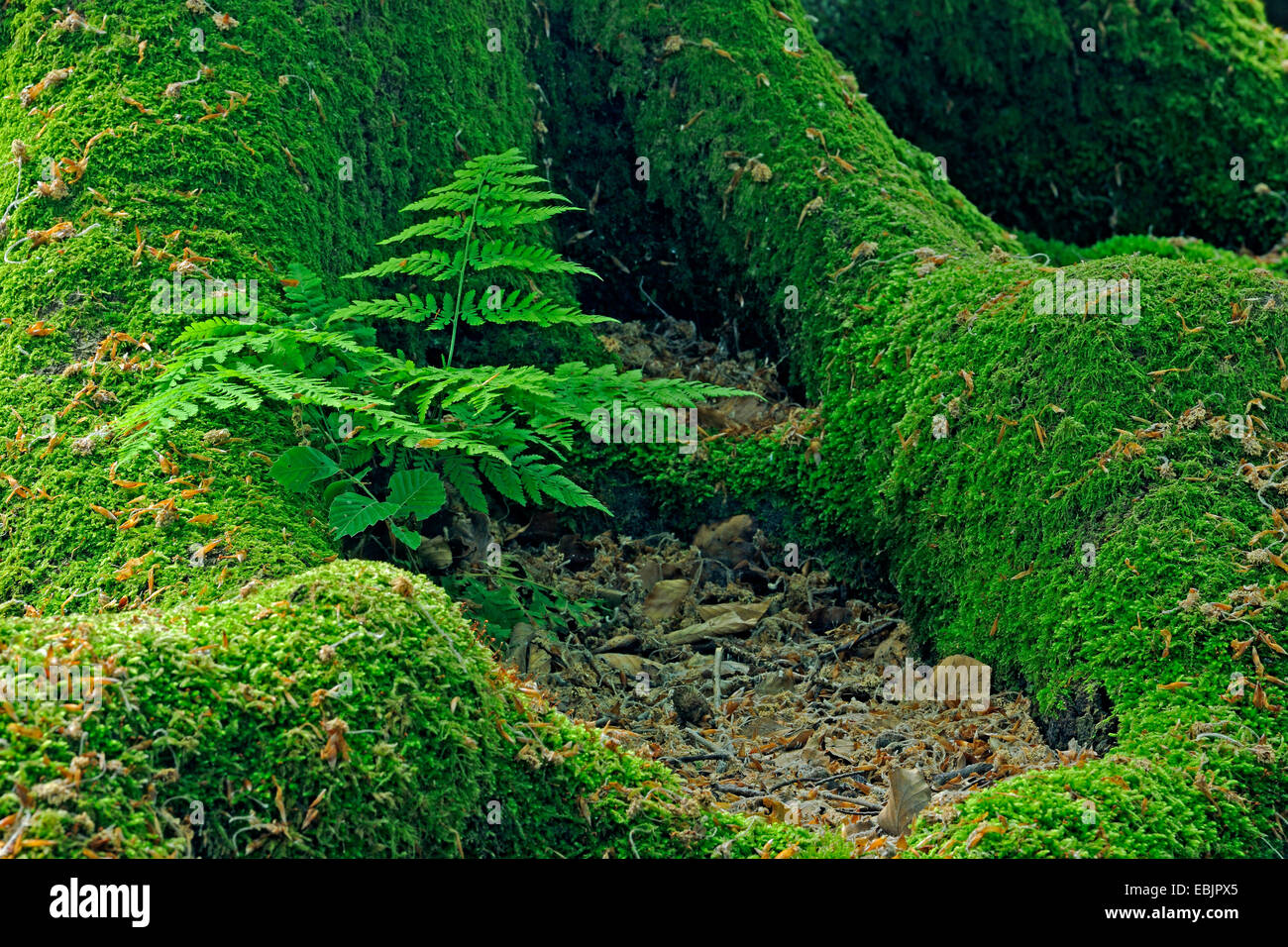 broad buckler-fern (Dryopteris dilatata), fern growing between mossy roots of old beech tree, Germany, Hesse, Urwald Sababurg, Reinhardswald Stock Photo