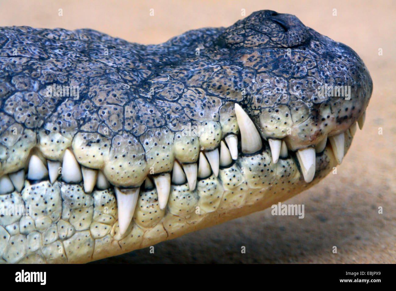 Crocodile Teeth Number Crocodile Teeth Number