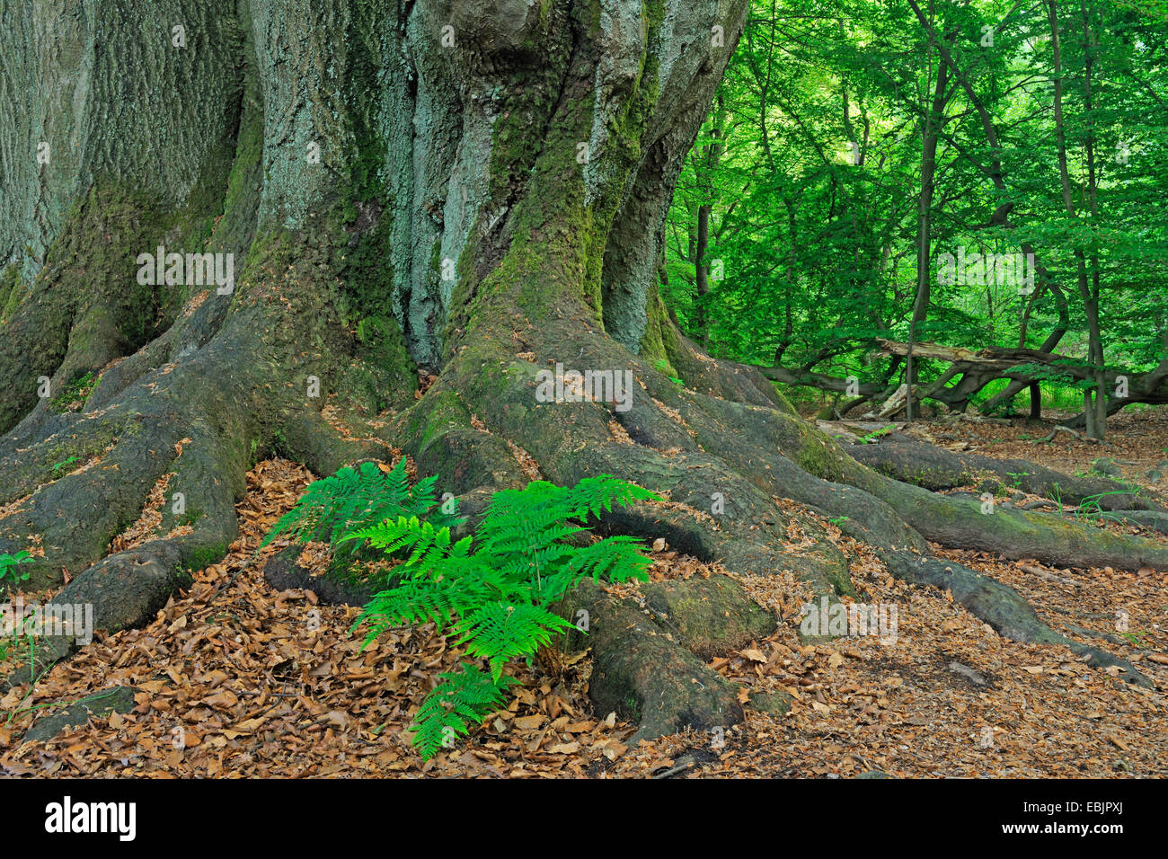 broad buckler-fern (Dryopteris dilatata), fern growing between mossy roots of old beech tree, Germany, Hesse, Urwald Sababurg, Reinhardswald Stock Photo