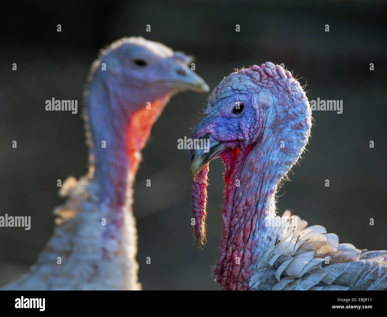 European Turkey Bird Stock Photos & European Turkey Bird Stock Images