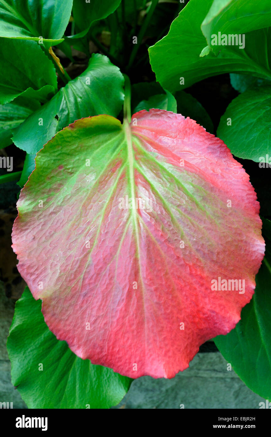 elephant-ears (Bergenia crassifolia), red coloured leaf Stock Photo