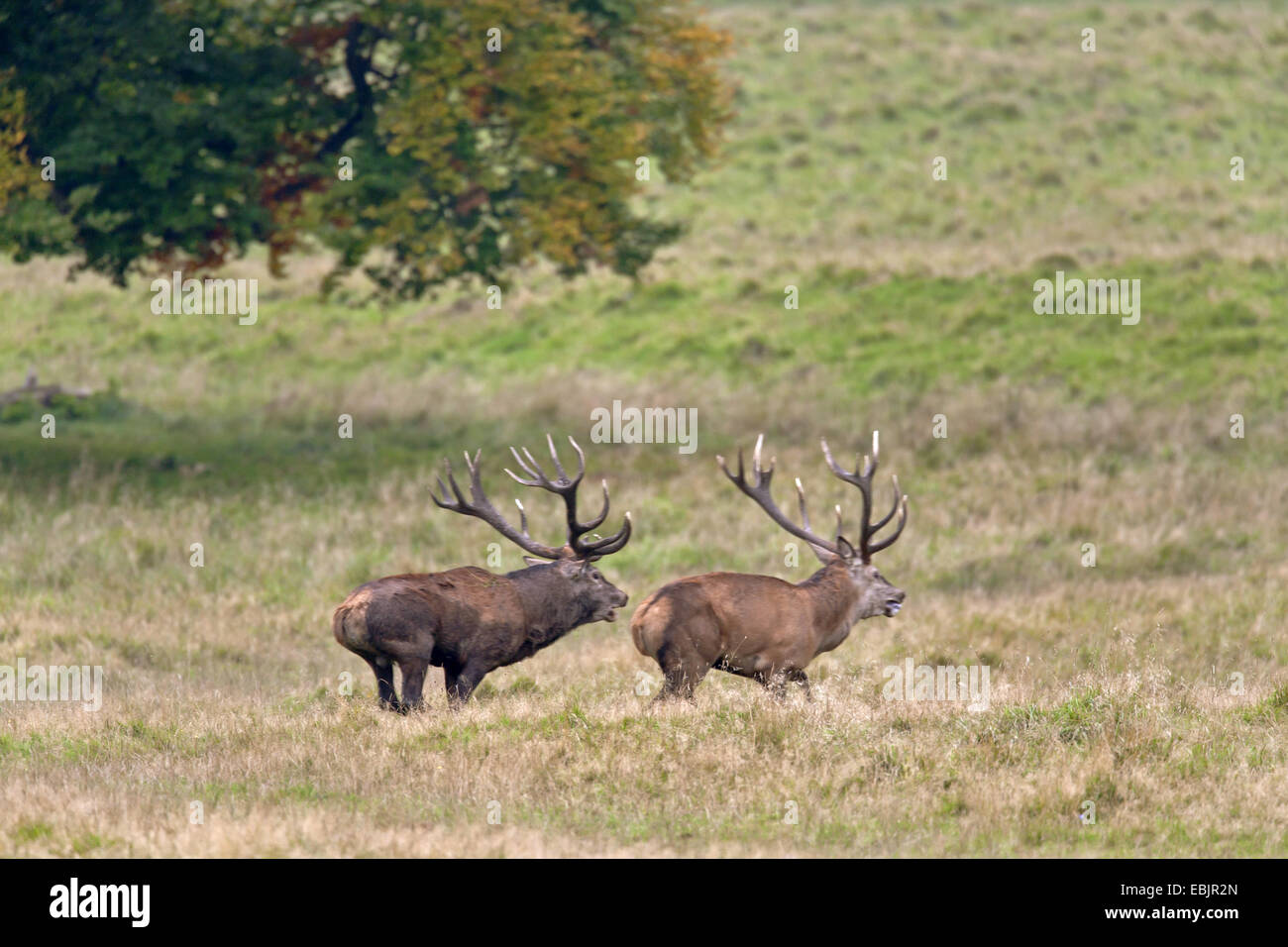 red deer (Cervus elaphus), stag repulse a rival from the rutting ground, Denmark, Seeland Stock Photo
