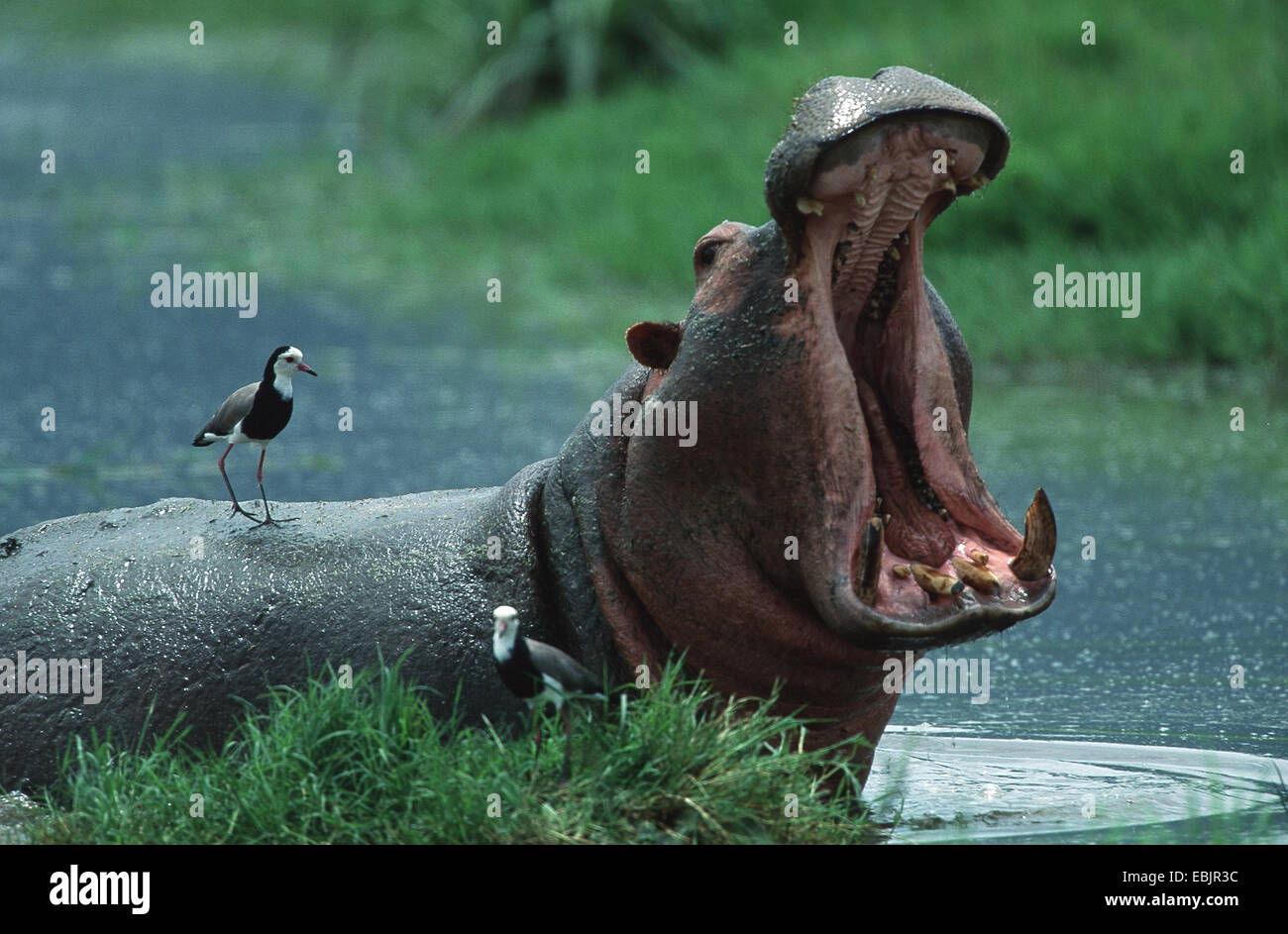 hippopotamus, hippo, Common hippopotamus (Hippopotamus amphibius), threatening by opening the mouth and showing the teeth, with Long-toed Lapwing (Vanellus crassirostris) on the back, Tanzania, Serengeti NP Stock Photo