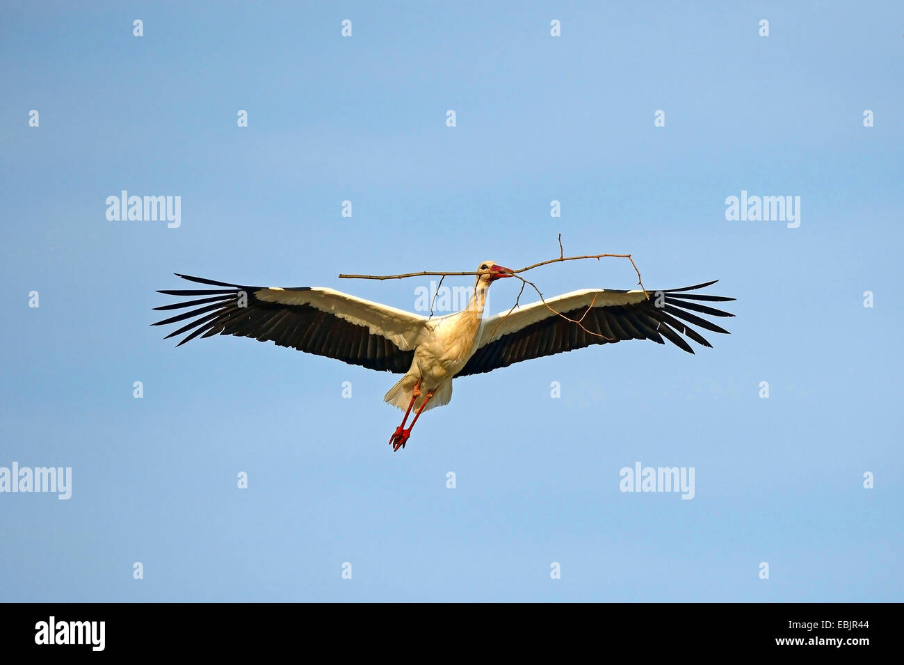 white stork (Ciconia ciconia), Germany, Brandenburg, Linum Stock Photo