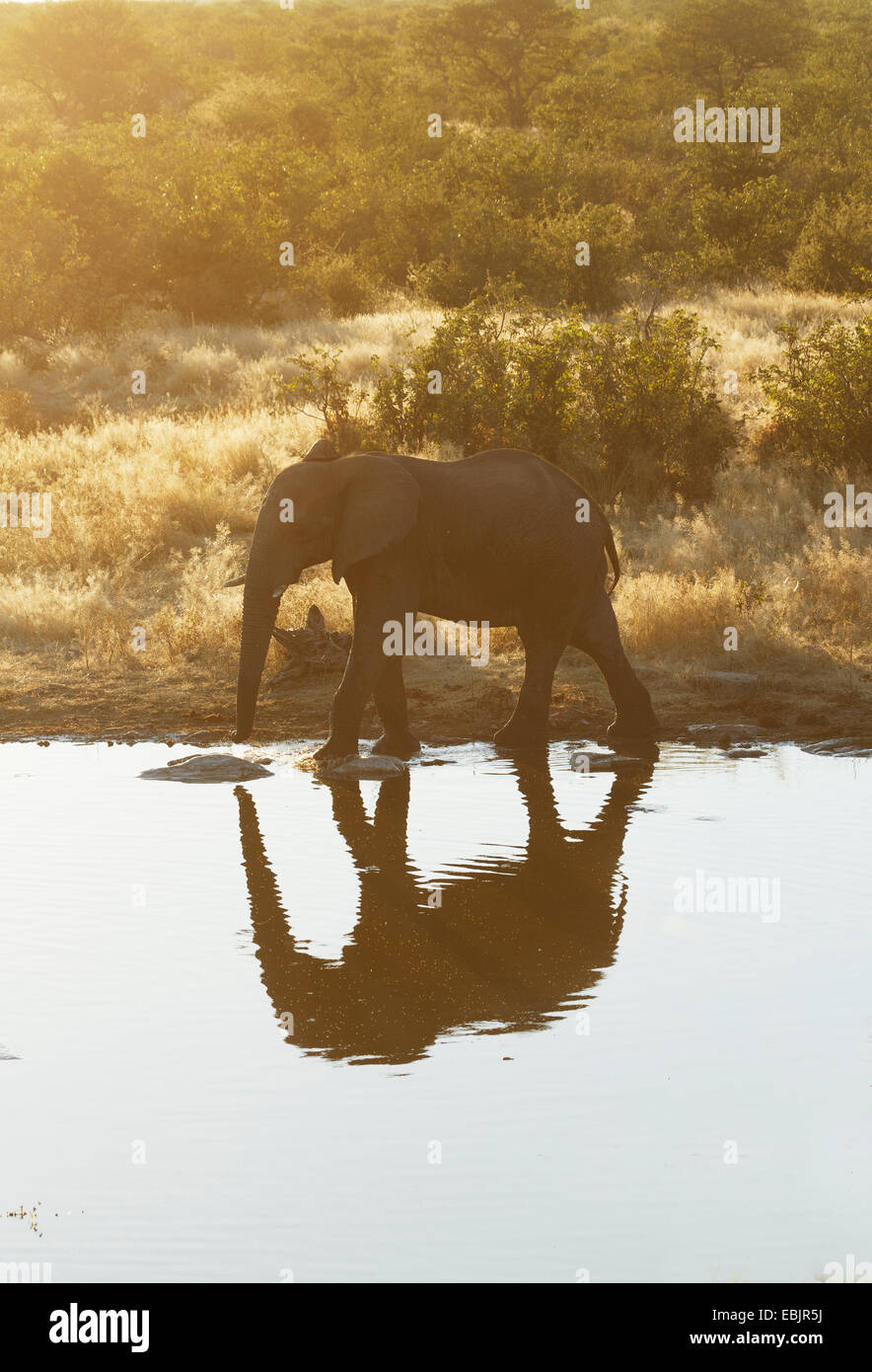 African elephant drinking at waterhole, Etosha National Park, Namibia Stock Photo