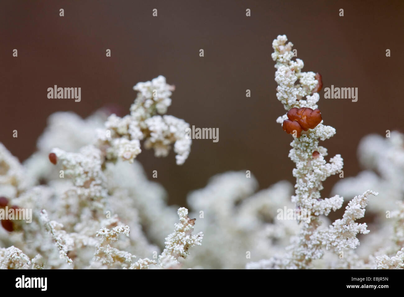 Snow Lichen  (Stereocaulon spathuliferum), with ascocarps, Sweden, Vaermland Stock Photo