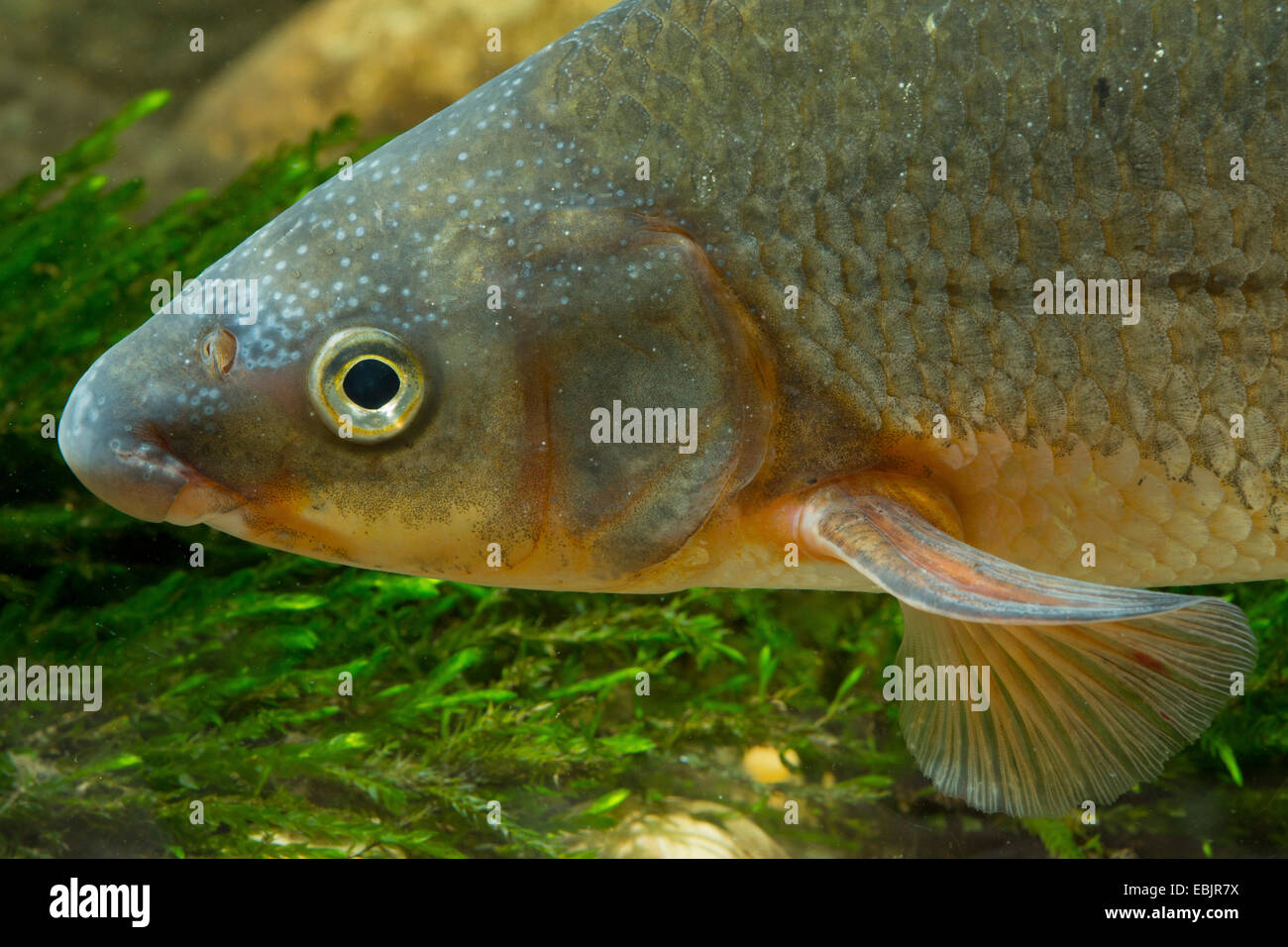 nase (Chondrostoma nasus), milkner, portrait Stock Photo