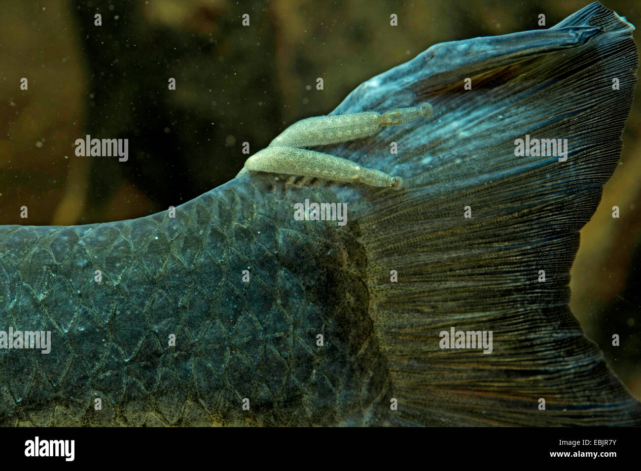 fish leeches (Piscicolidae), at the tail of a nase, Germany Stock Photo