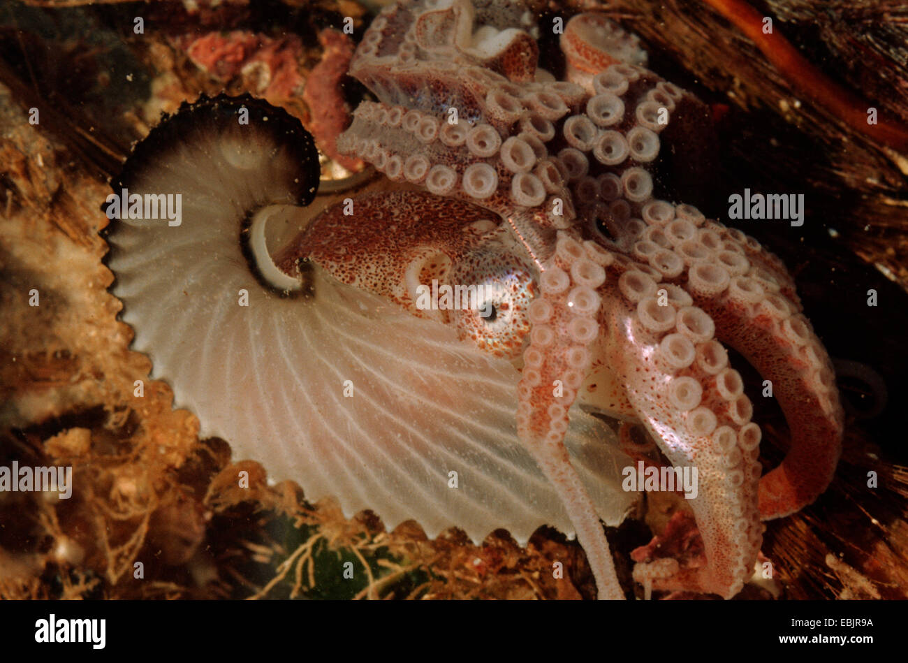 greater argonaut, common paper nautilus (Argonauta argo), at the sea ground Stock Photo