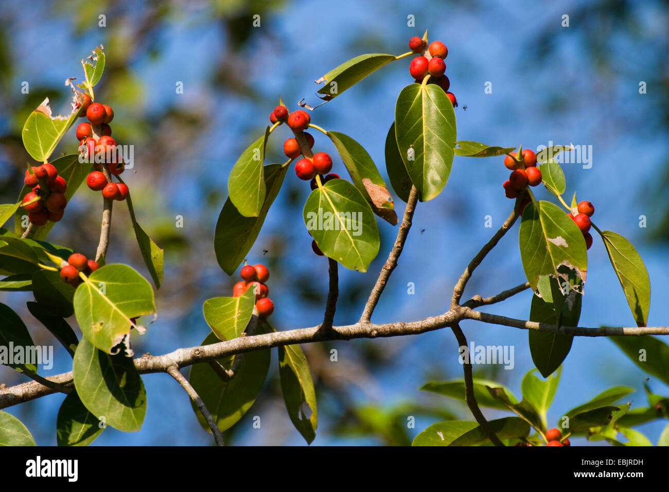 Banyan (Ficus benghalensis), branch with fruits, India Stock Photo