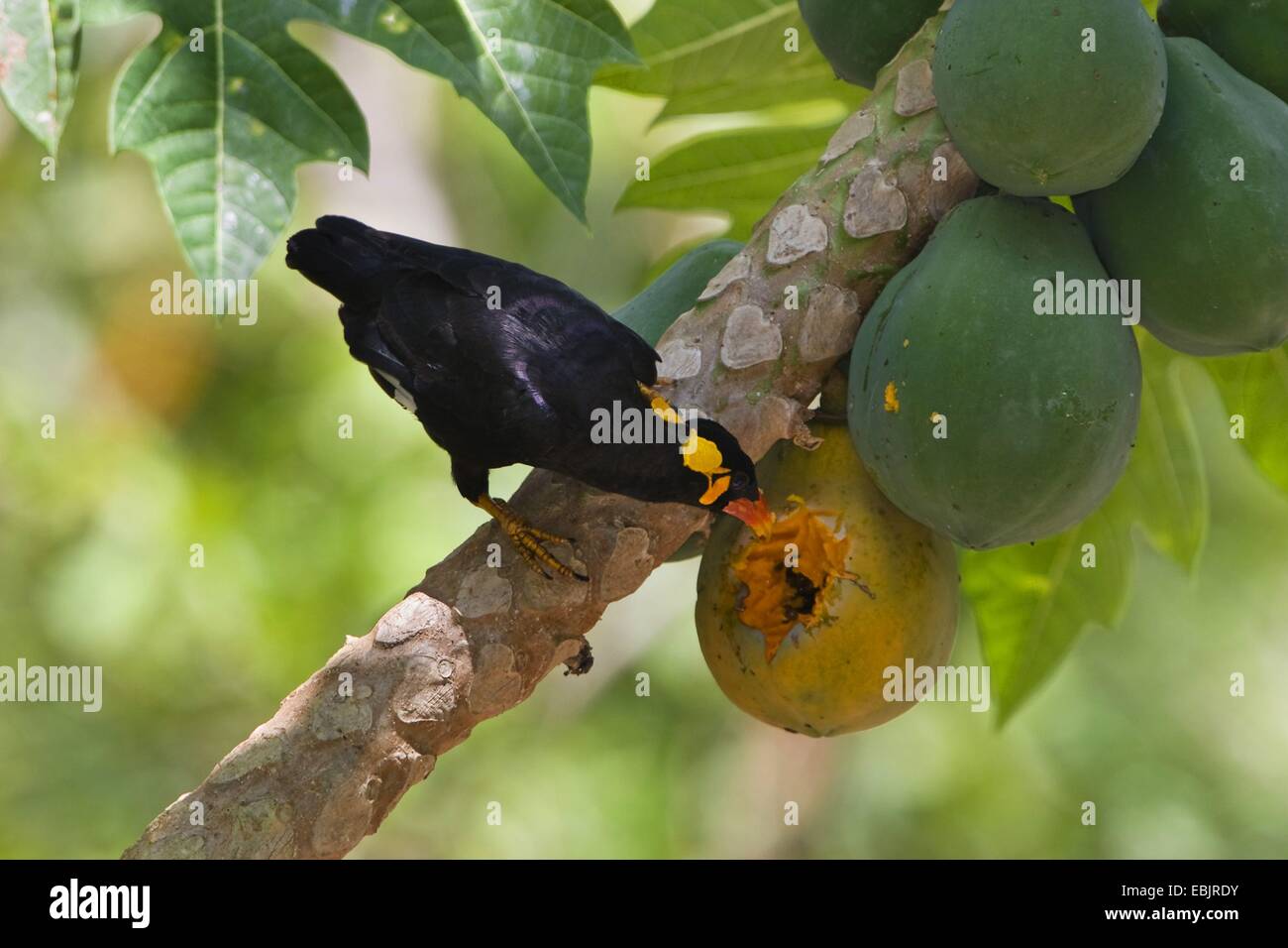 Birds papaya hi-res stock photography and images - Alamy