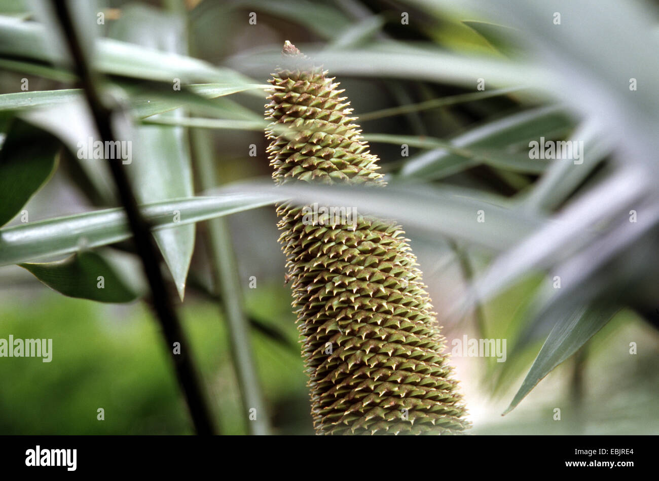 Ceratozamia latifolia (Ceratozamia latifolia), cone Stock Photo