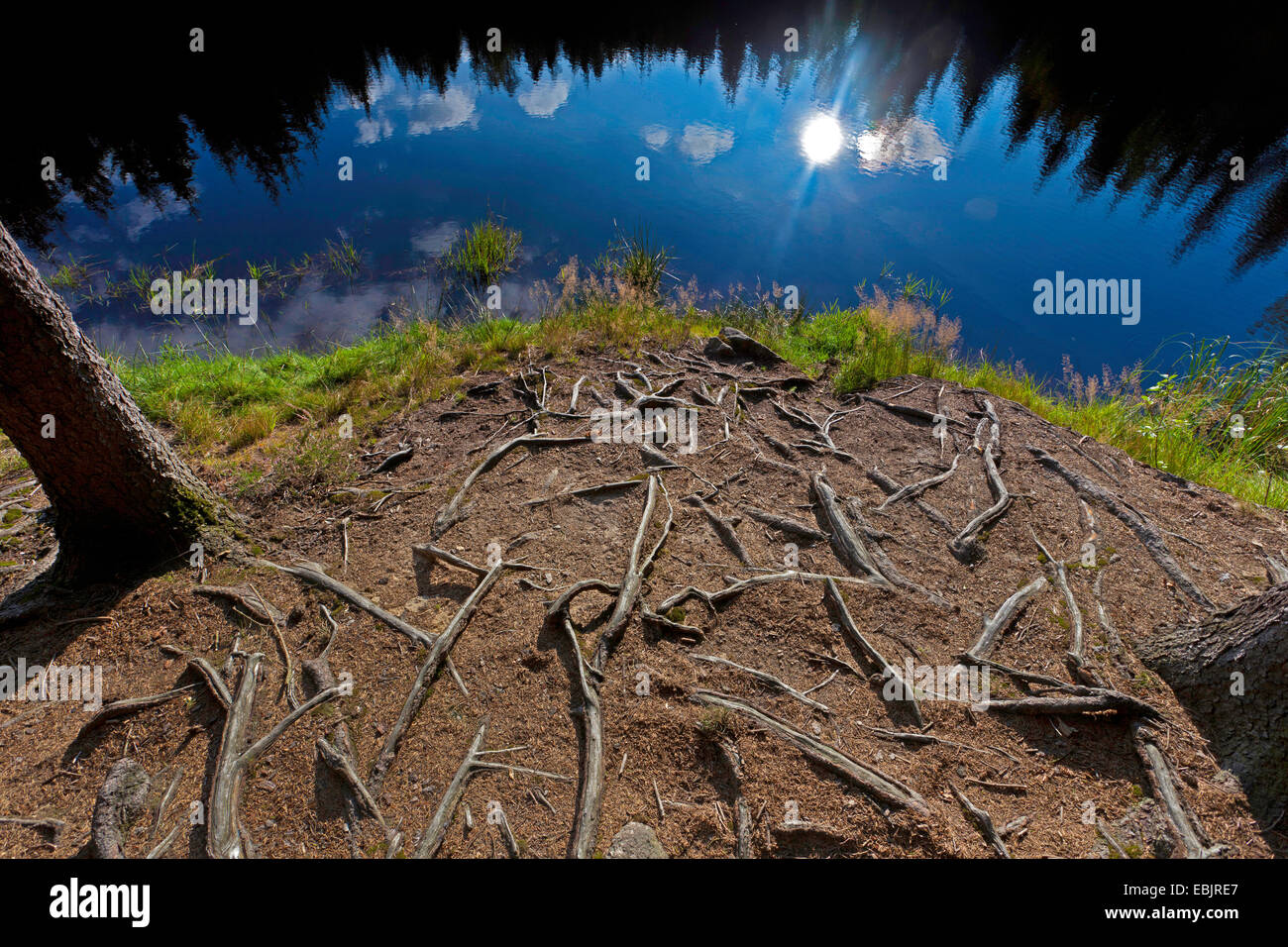 tree roots on the lakefront of Poehl storage lake, Germany, Saxony, Vogtland, Jocketa Stock Photo