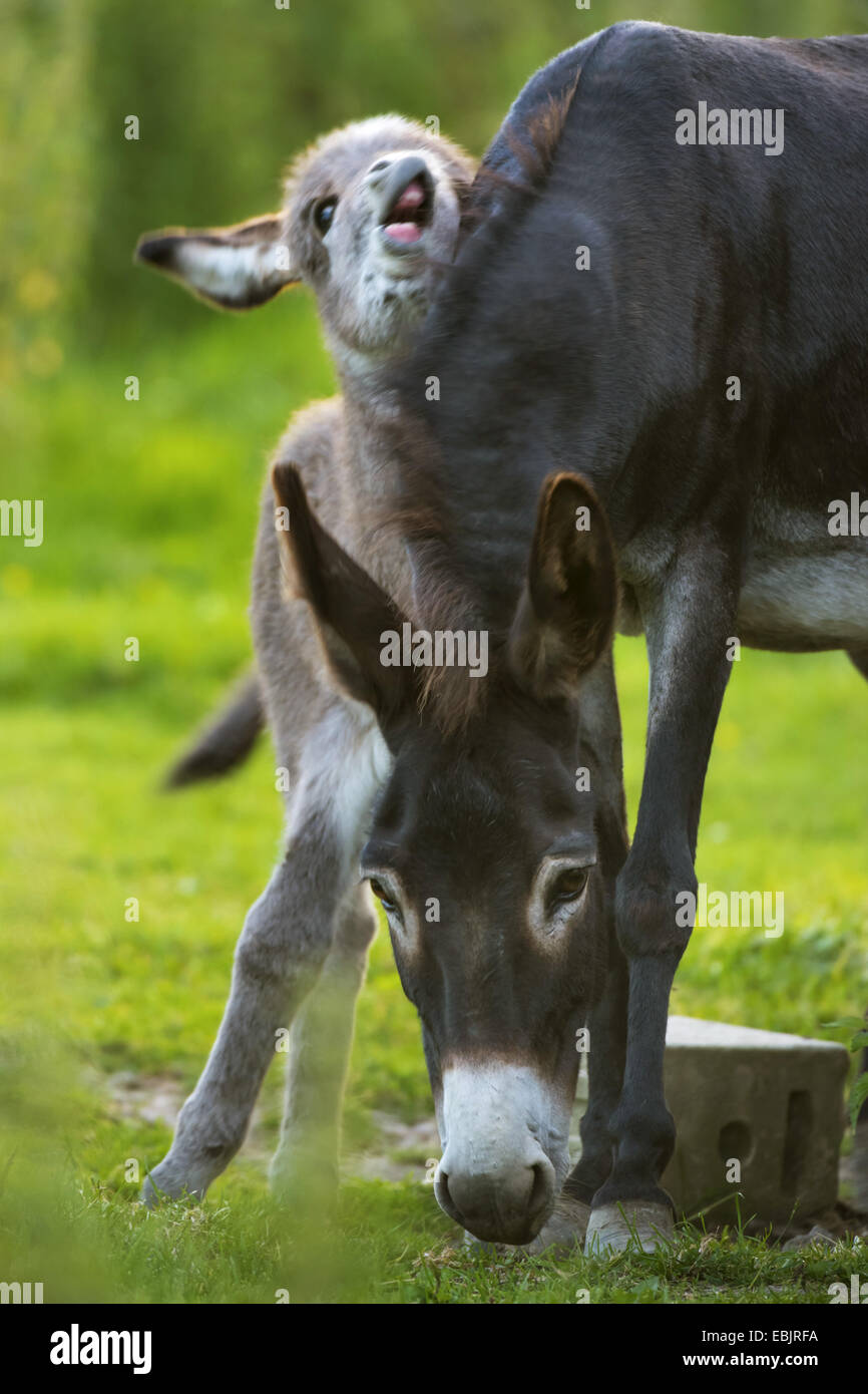domestic donkey (Equus asinus f. asinus), donkey foal playing with the mother, Germany, North Rhine-Westphalia Stock Photo