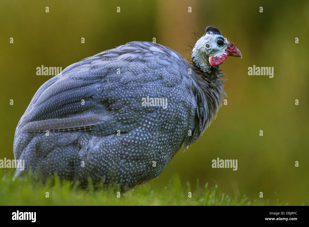 helmeted guineafowl (Numida meleagris), standing in a meadow Stock Photo