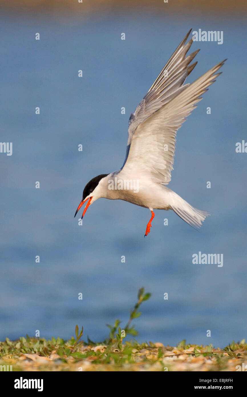 Common tern (Sterna hirundo), landing, Netherlands, Texel Stock Photo