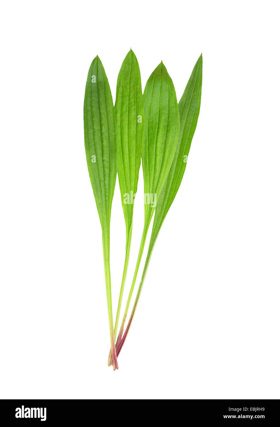 English plantain (Plantago lanceolata) Stock Photo