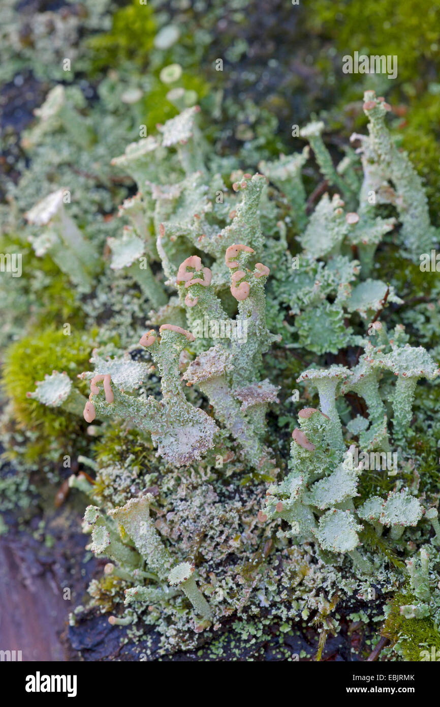 cup lichen (Cladonia pyxidata), on bark, with ascocarps, Germany, Schleswig-Holstein Stock Photo