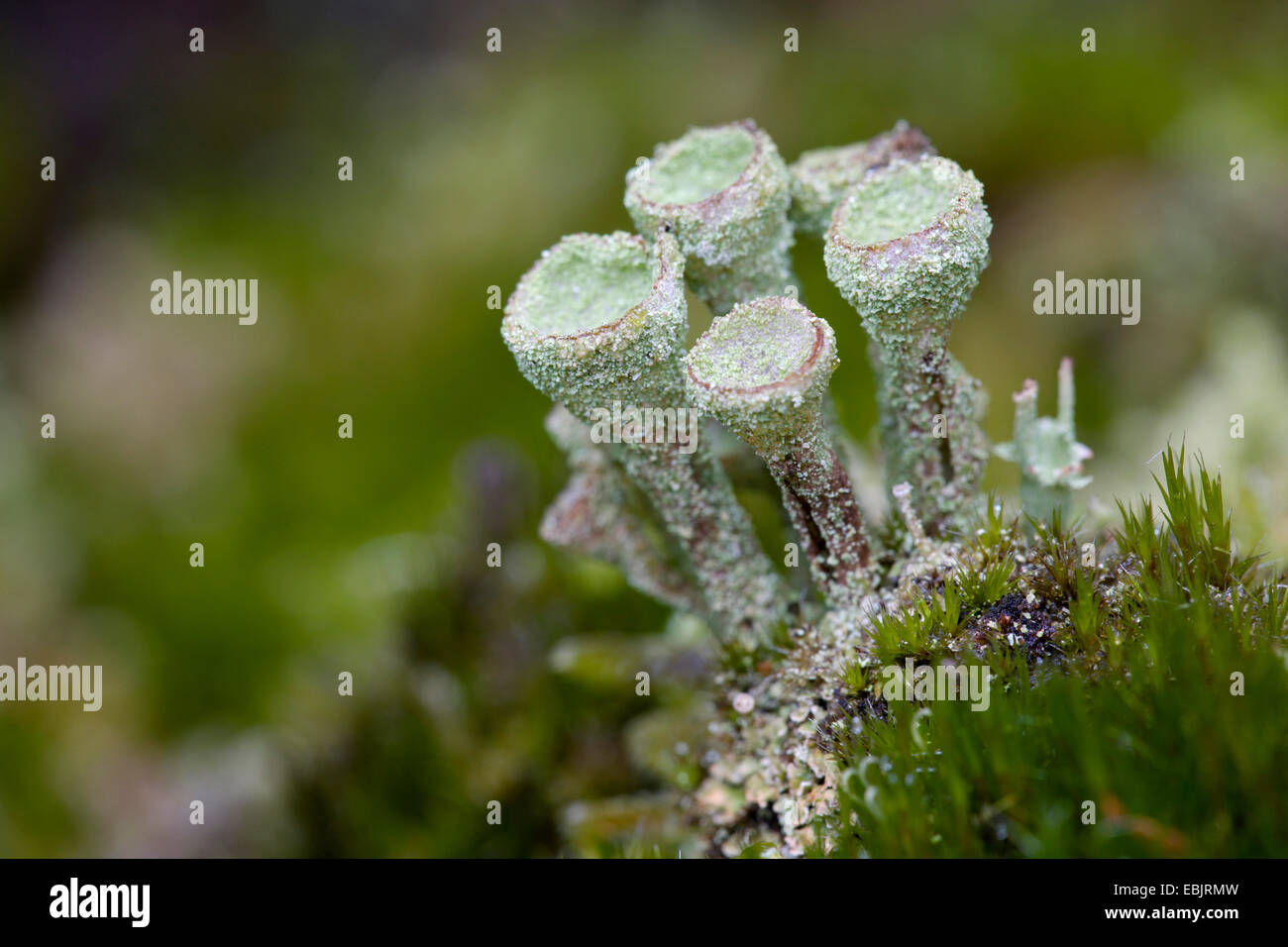 cup lichen (Cladonia pyxidata), on bark, with ascocarps, Germany, Schleswig-Holstein Stock Photo