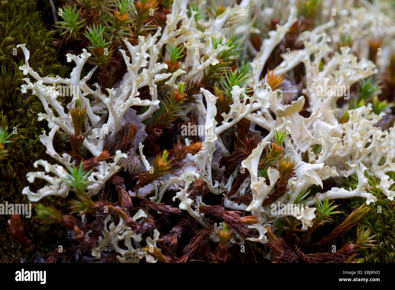 Curled Snow Lichen, Curled-snow Lichen (Flavocetraria cucullata, Cetraria cucullata ), Sweden, Lapland, Abisko National Park Stock Photo