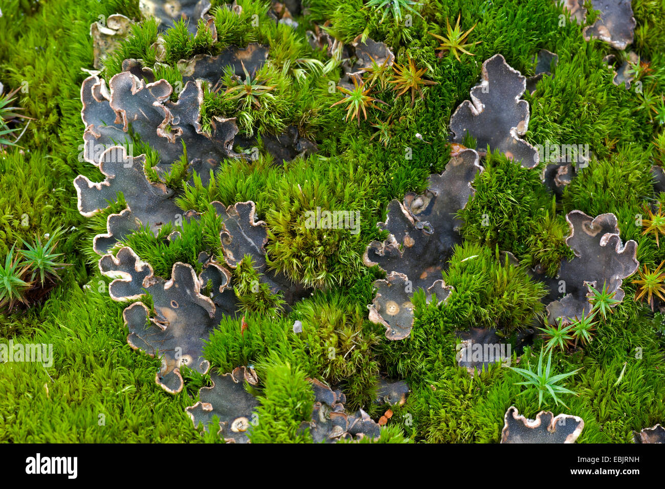 Felt Lichen  (Peltigera malacea), with mosses, Sweden, Lapland, Abisko National Park Stock Photo