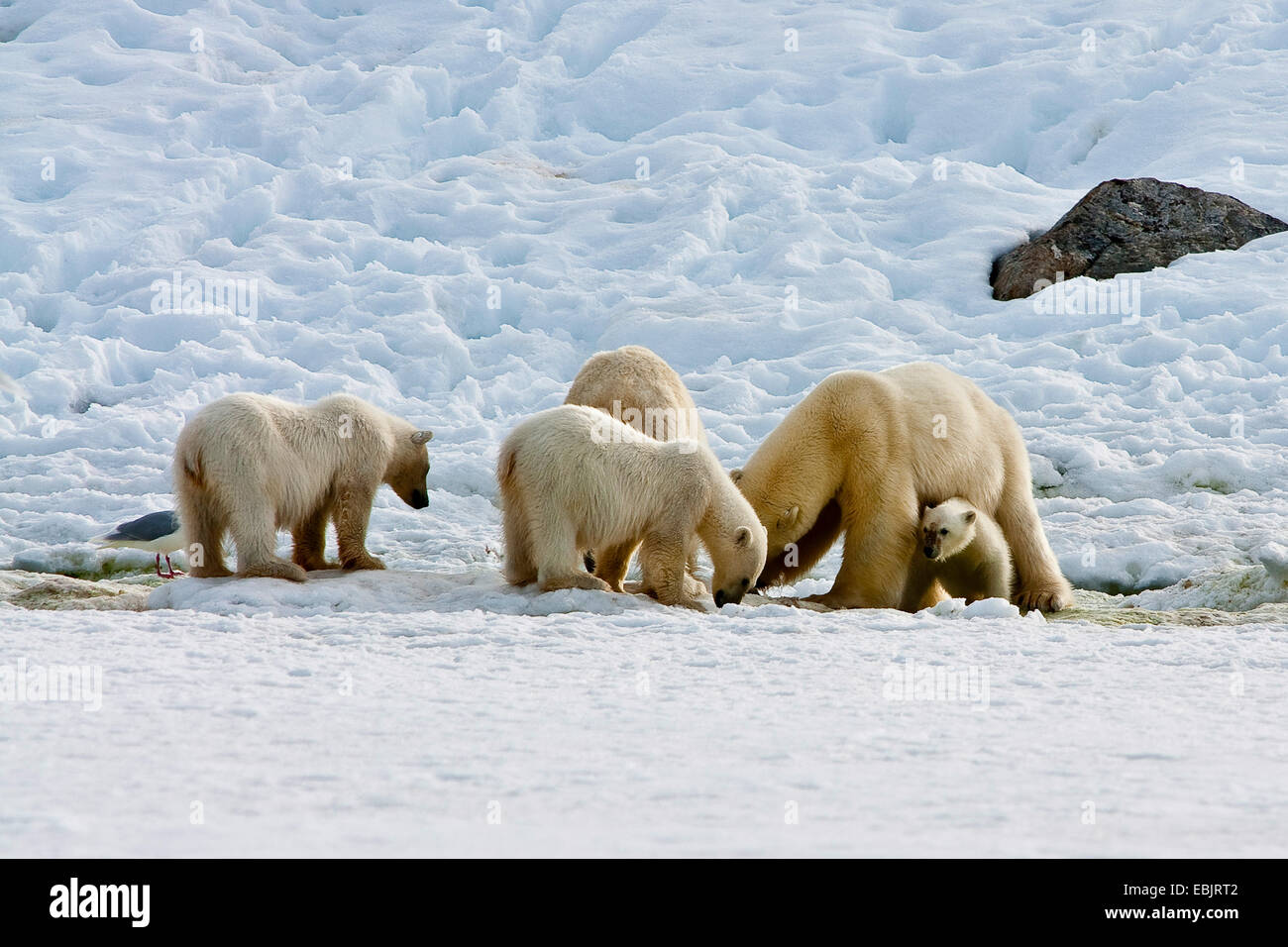 polar bear (Ursus maritimus), family searching food in snow, Norway, Svalbard Stock Photo