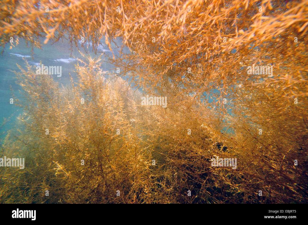sea weeds under water, France, Brittany Stock Photo