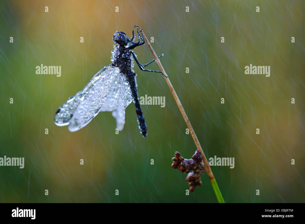 black sympetrum (Sympetrum danae), during rain, Germany, Lower Saxony Stock Photo