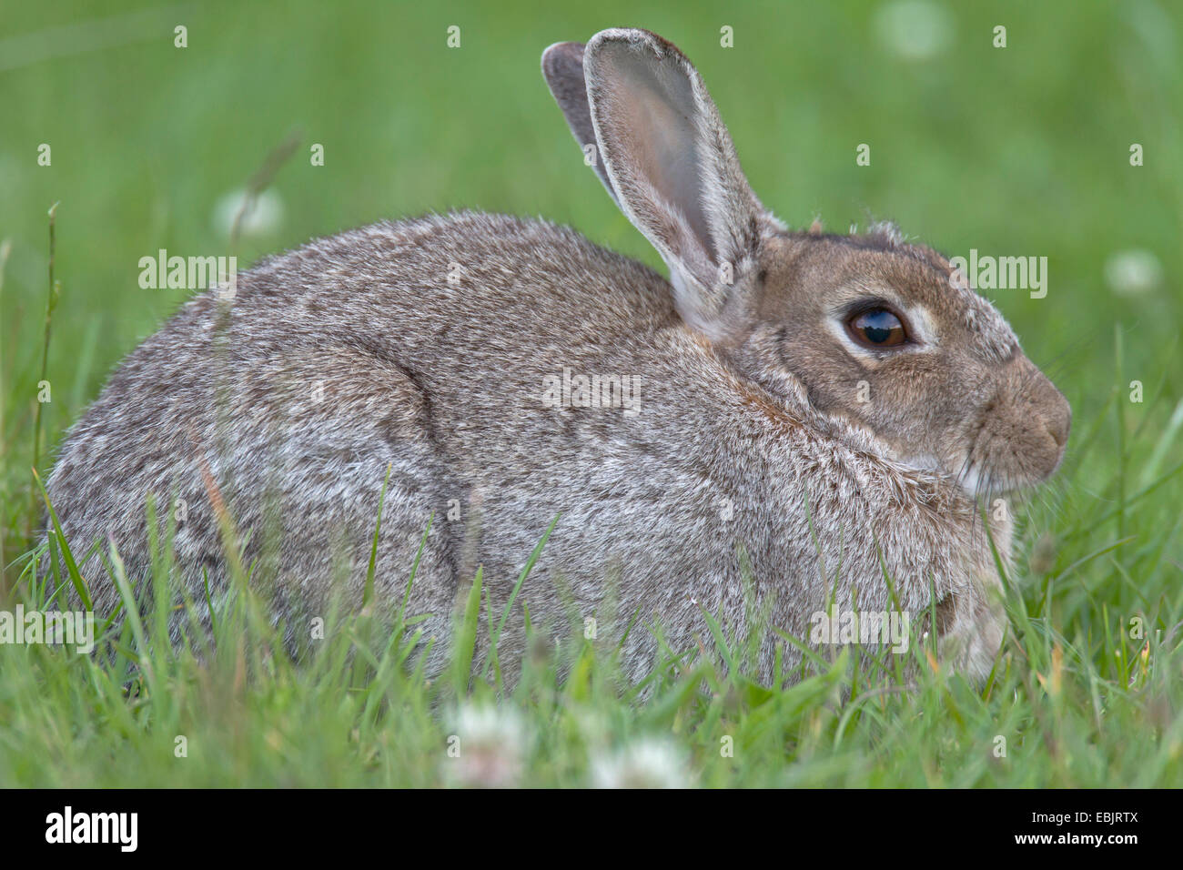 European rabbit (Oryctolagus cuniculus), lying in meadow, Germany