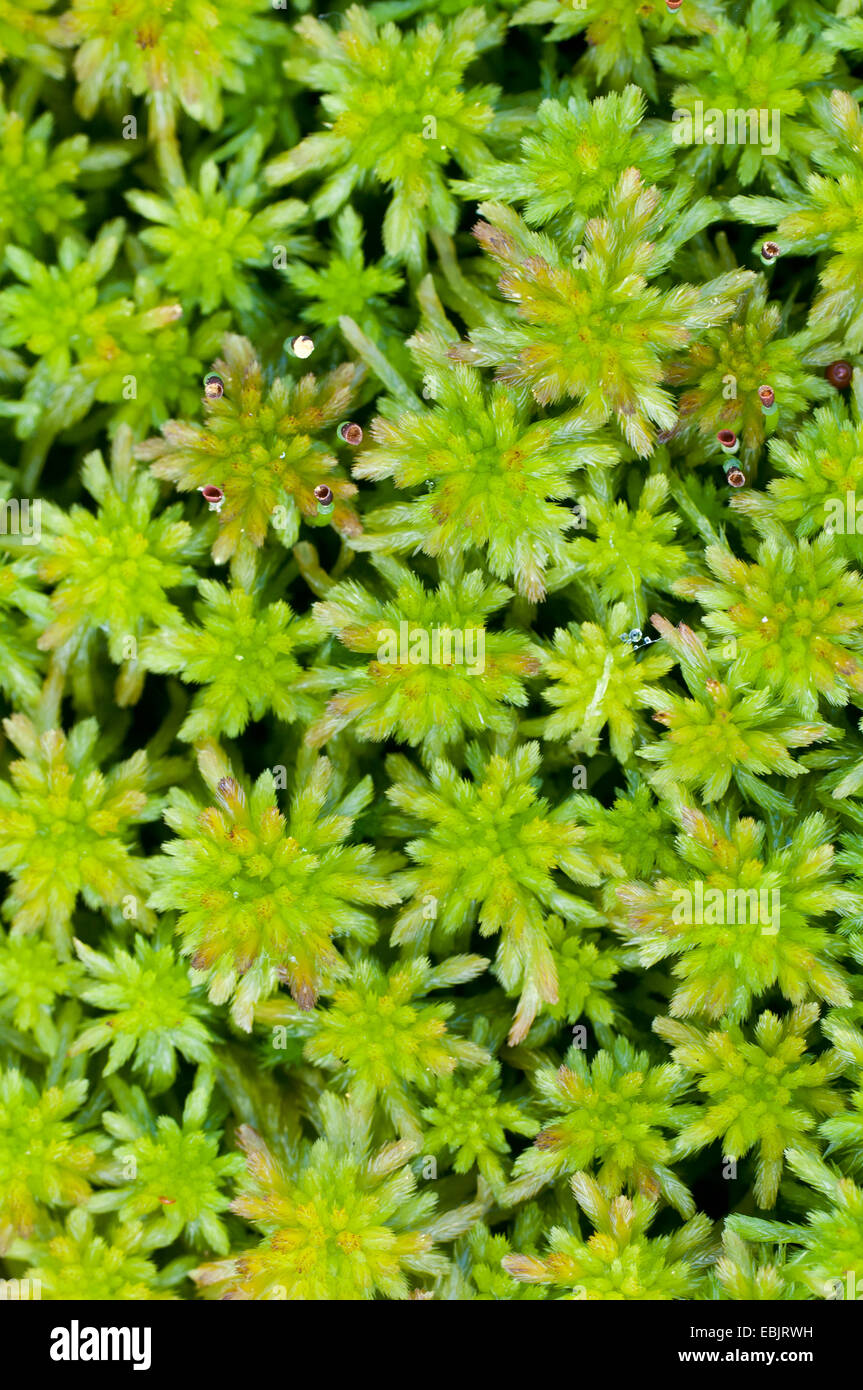 sphagnum moss (Sphagnum spec.), Sphagnum in Goldenstedter Moor, Germany, Lower Saxony Stock Photo