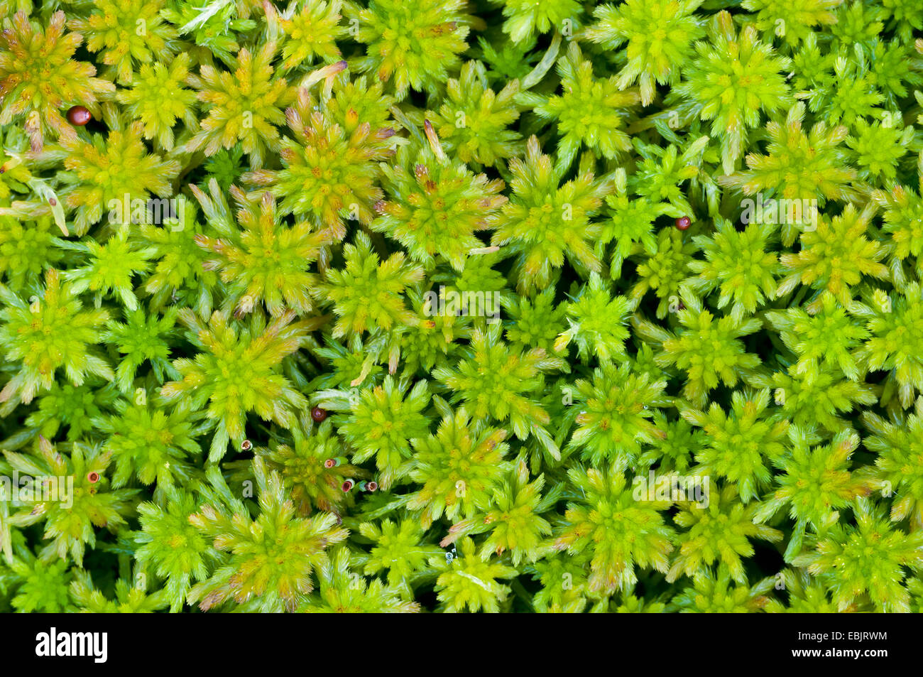 sphagnum moss (Sphagnum spec.), Sphagnum in Goldenstedter Moor, Germany, Lower Saxony, Goldenstedt, Stock Photo