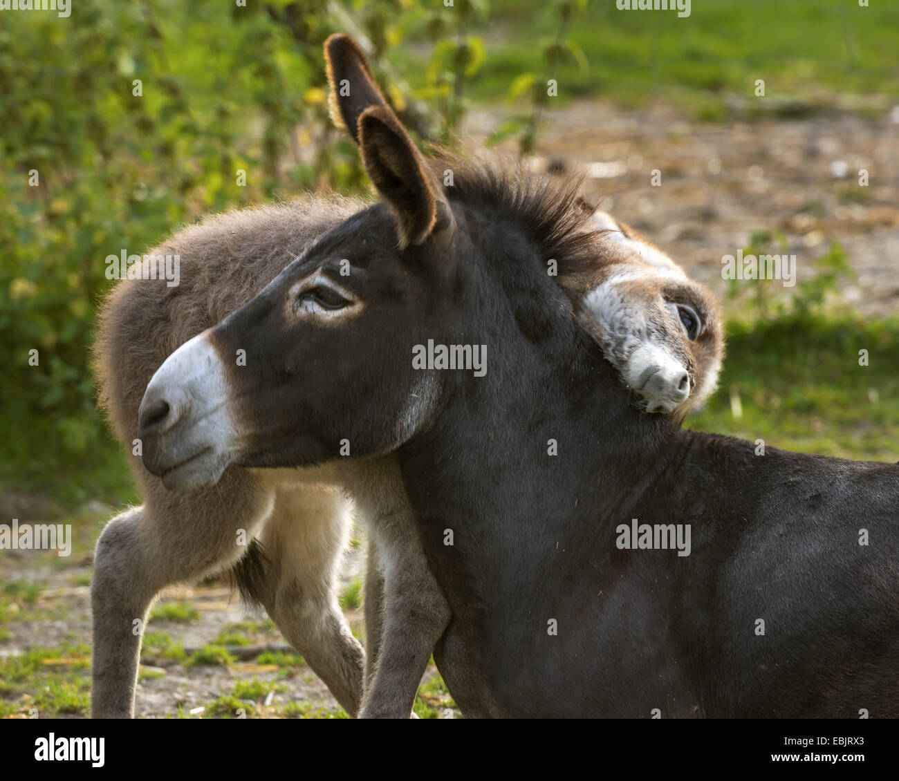 domestic donkey (Equus asinus f. asinus), donkey foal cuddling with the mother, Germany, North Rhine-Westphalia Stock Photo