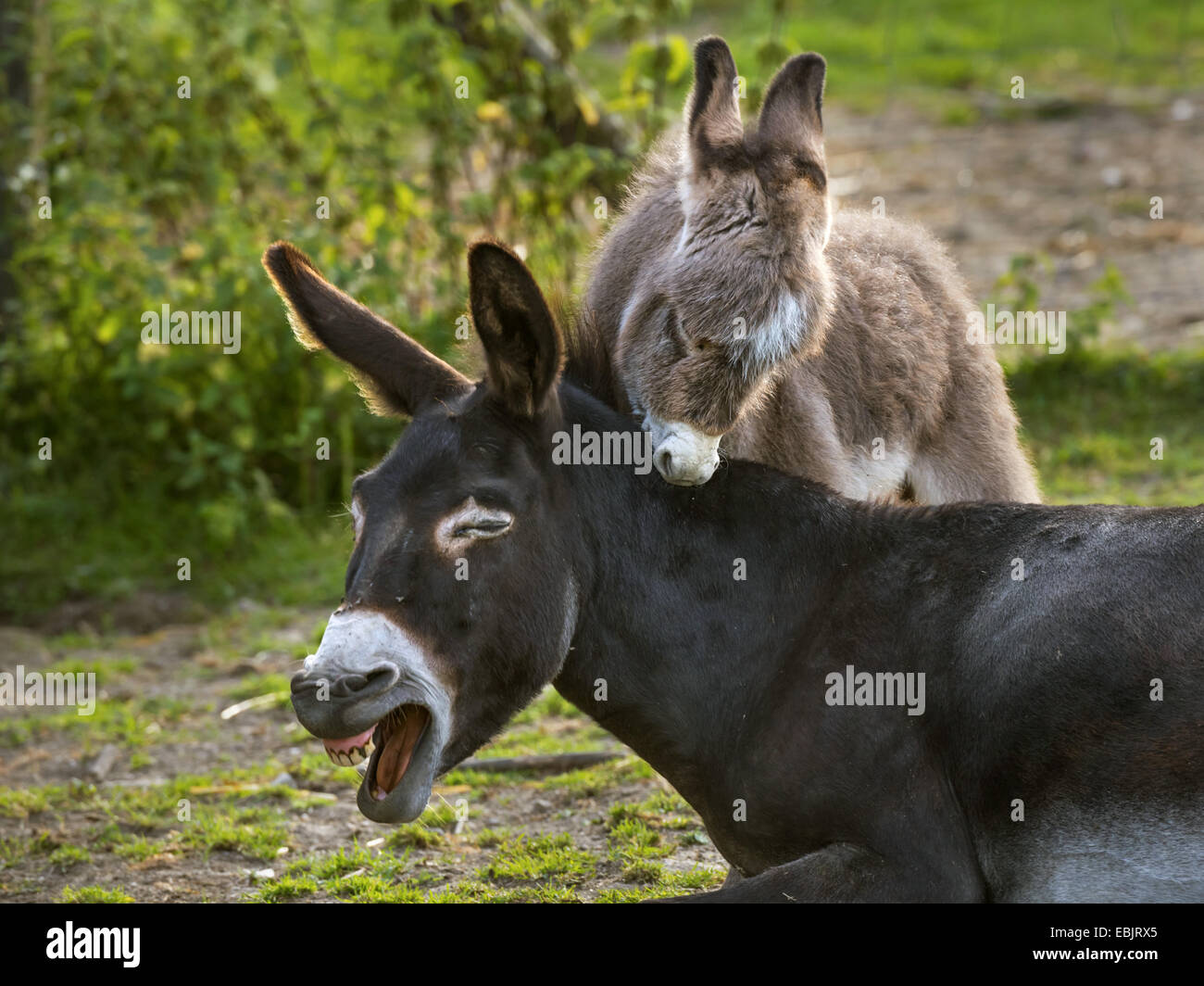 domestic donkey (Equus asinus f. asinus), donkey foal biting the mother, Germany, North Rhine-Westphalia Stock Photo