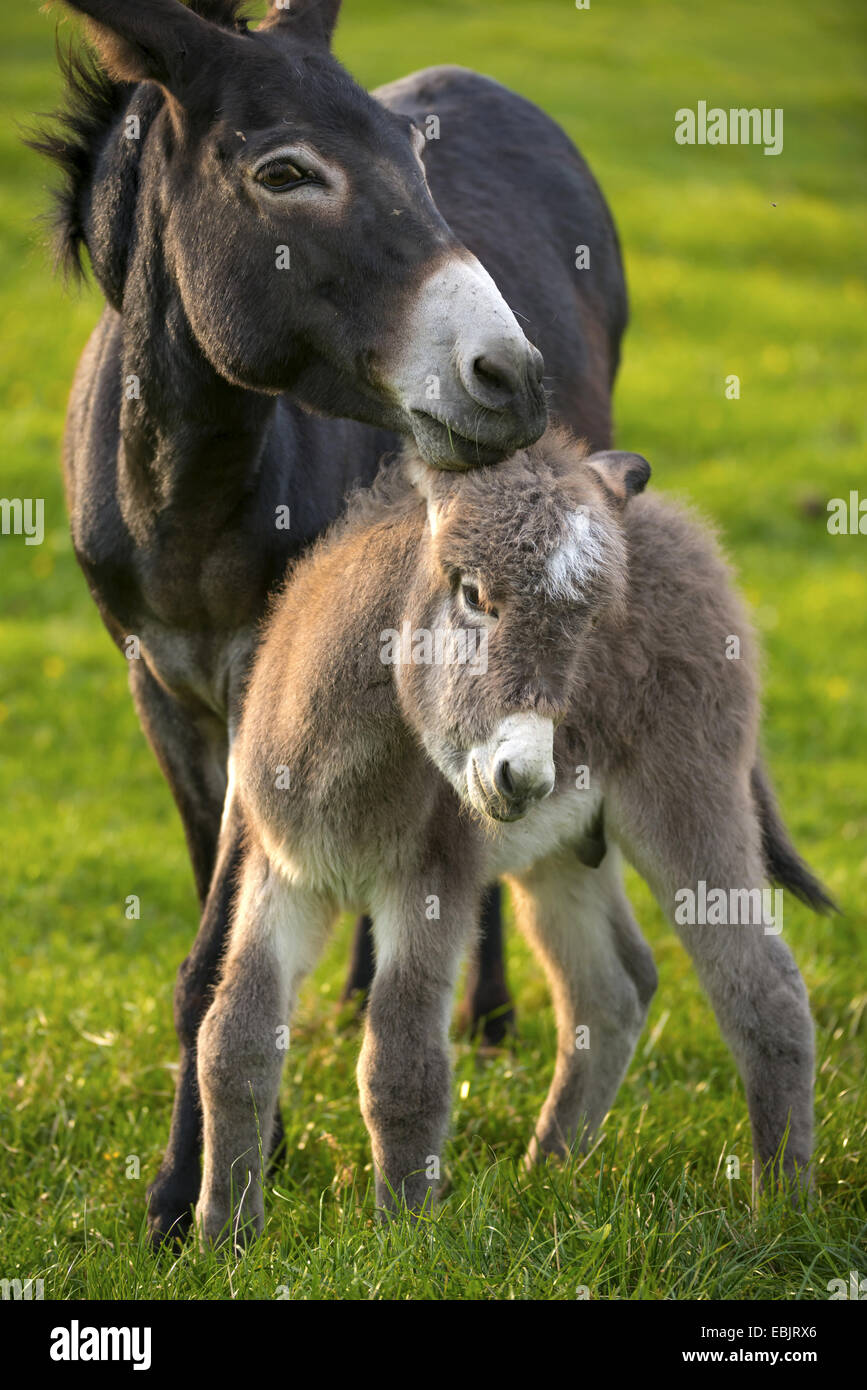 Domestic Donkey Equus Asinus F Asinus Donkey Mare Standing With