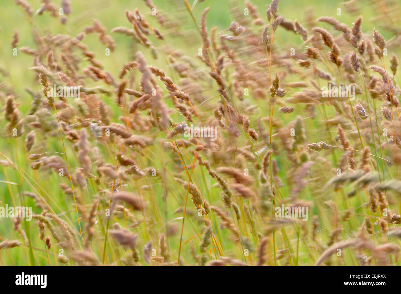 cocks-foot, orchard grass (Dactylis glomerata), inflorescences in wind, Germany Stock Photo