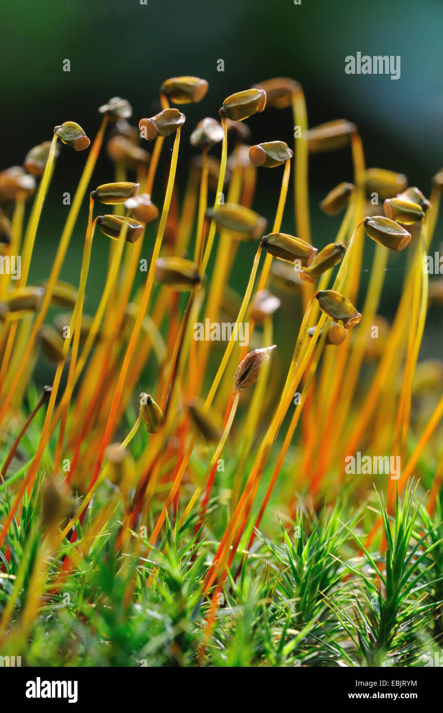 Hair cap moss (Polytrichum commune), capsules, Germany Stock Photo