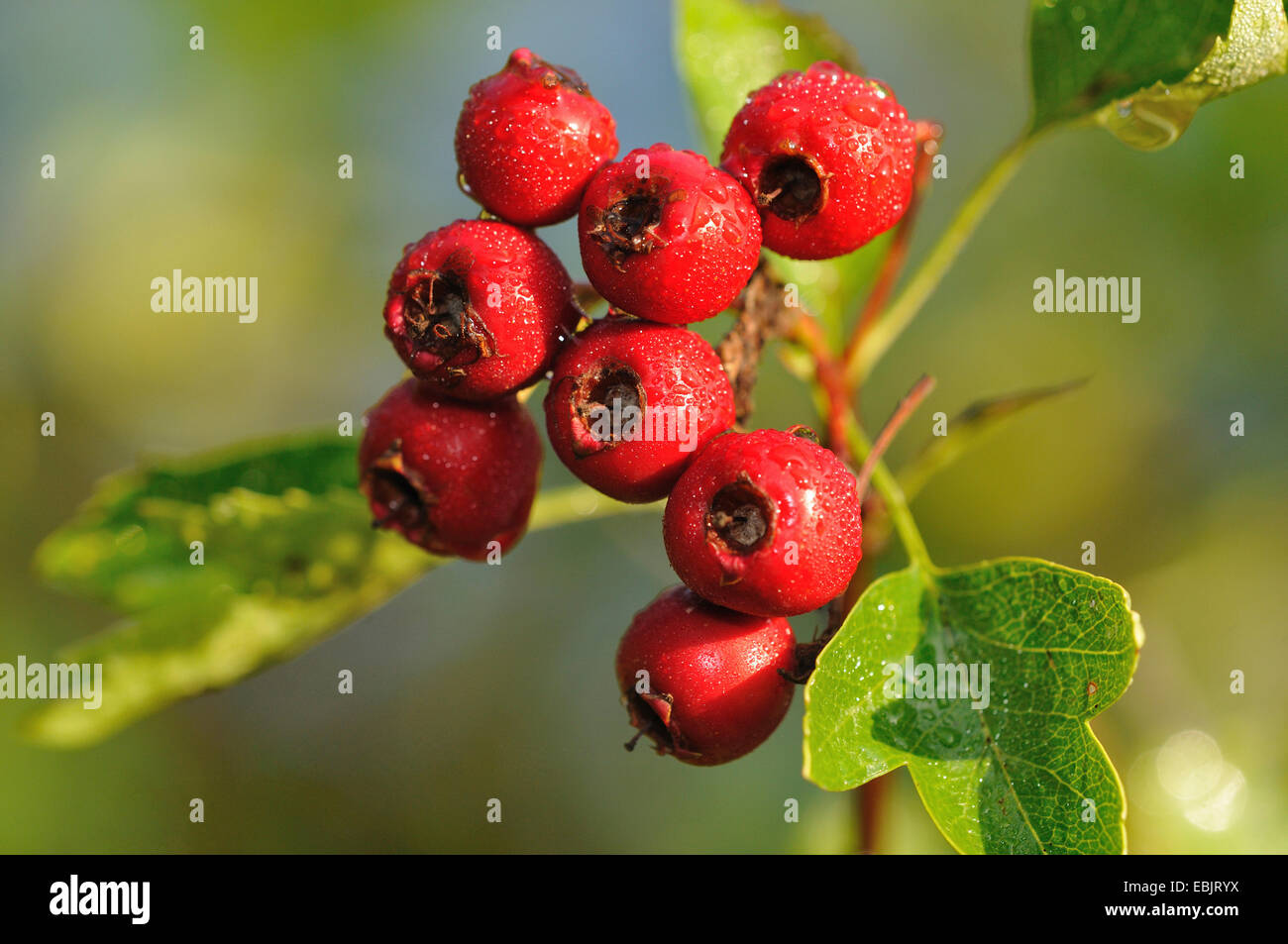 common hawthorn, singleseed hawthorn, English hawthorn (Crataegus monogyna), fruits with water drops, Germany Stock Photo