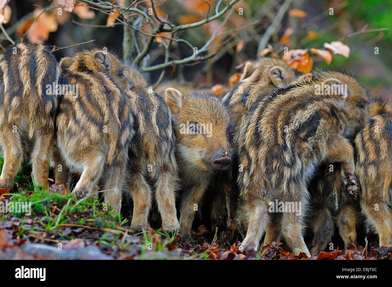 wild boar, pig, wild boar (Sus scrofa), shoats warming up at each other, Germany Stock Photo