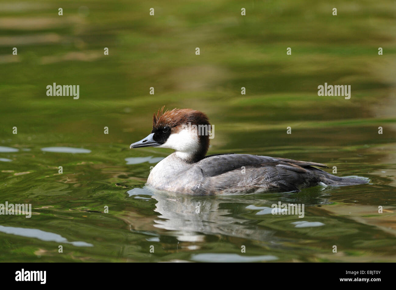 smew (Mergus albellus), female on a lake, Germany Stock Photo