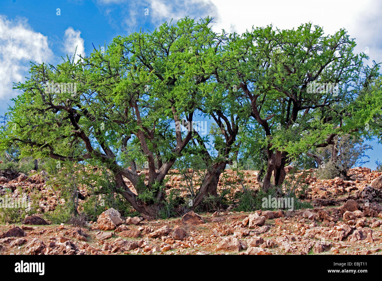 Ironwood tree hires stock photography and images Alamy