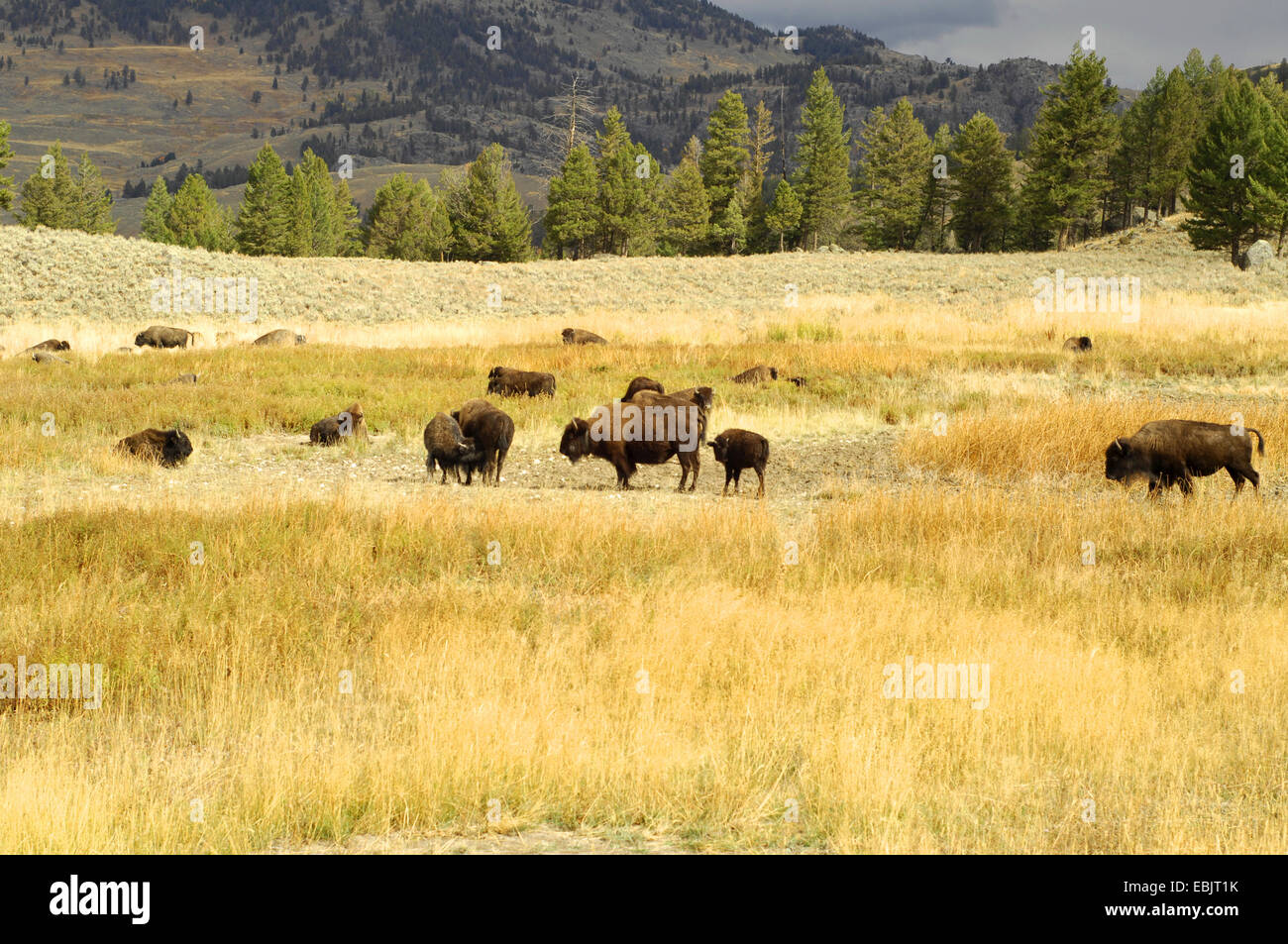 American bison, buffalo (Bison bison), herd of bisons in the prairie