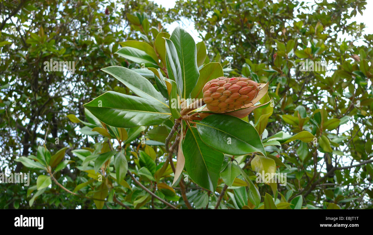 Southern Magnolia, Bull Ray, Evergreen Magnolia (Magnolia grandiflora), branch with fruit Stock Photo