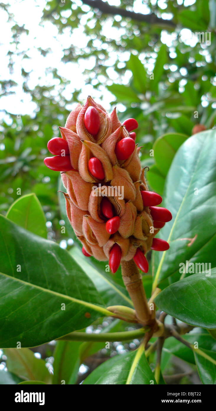 Southern Magnolia, Bull Ray, Evergreen Magnolia (Magnolia grandiflora), branch with open fruit Stock Photo