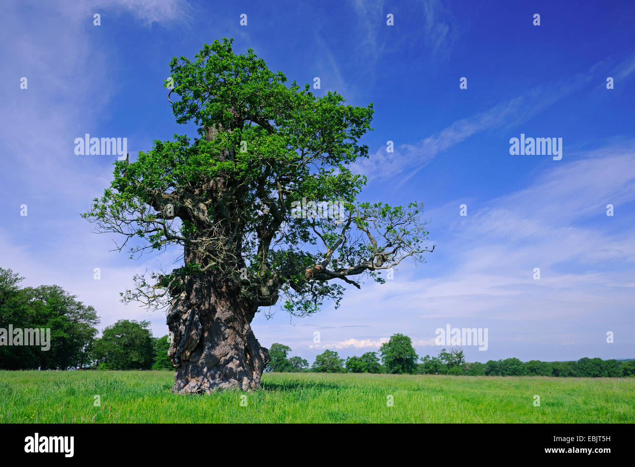 oak (Quercus spec.), 600 years old tree in meadow, Germany, Hesse Stock Photo