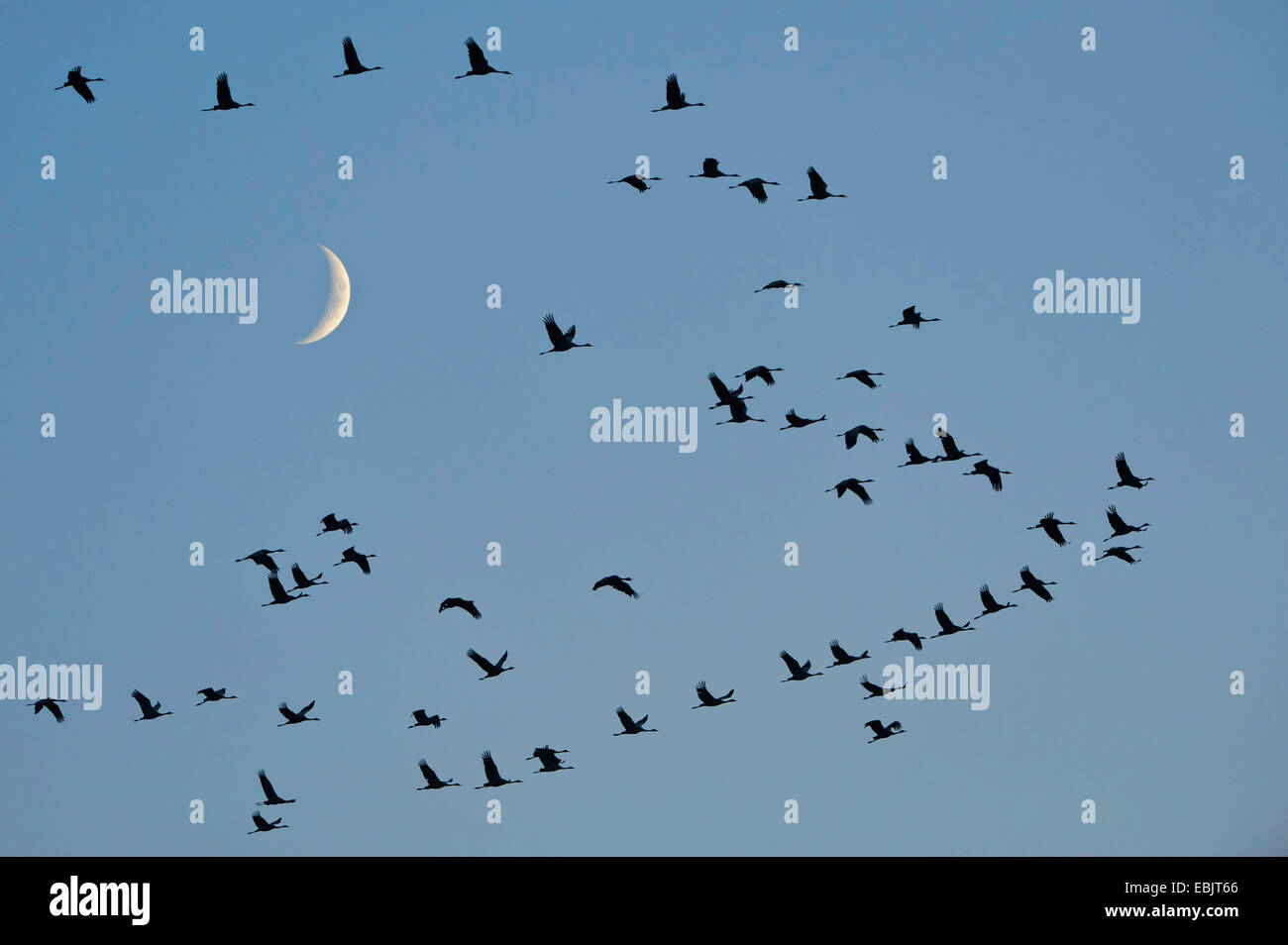 Common crane, Eurasian Crane (Grus grus), bird migration in front of the moon, Germany, Lower Saxony Stock Photo