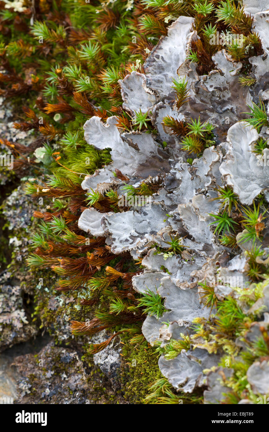 English liverwort (Peltigera canina), with mosses, Sweden, Lapland, Abisko National Park Stock Photo